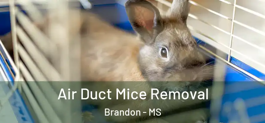  Air Duct Mice Removal Brandon - MS