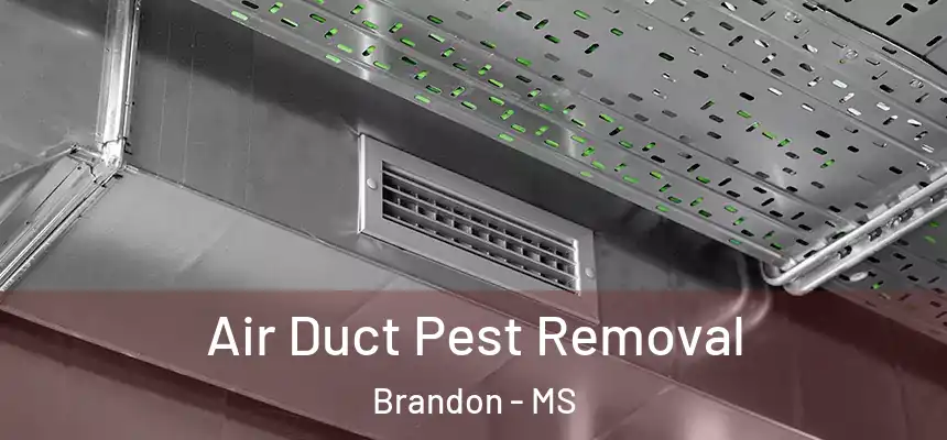 Air Duct Pest Removal Brandon - MS