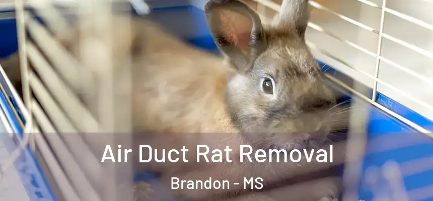  Air Duct Rat Removal Brandon - MS