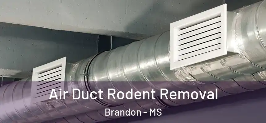 Air Duct Rodent Removal Brandon - MS